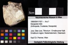 Foto (Objket + Etiketten) von Goniodromites bidentatus (Reuss, 1859) 